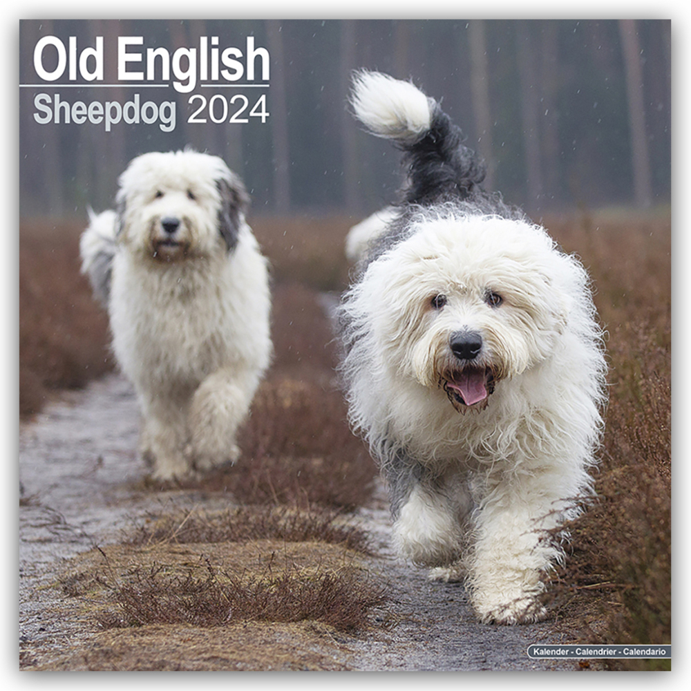 Cover: 9781804600740 | Old English Sheepdog - Bobtails 2024 - 16-Monatskalender | Ltd | 13 S.