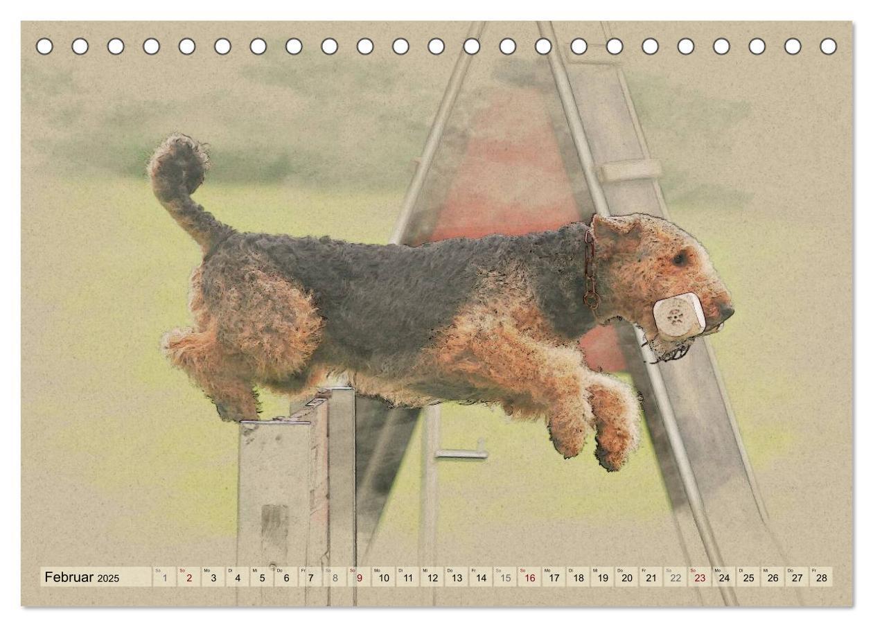 Bild: 9783435626366 | Airedale Terrier 2025 (Tischkalender 2025 DIN A5 quer), CALVENDO...