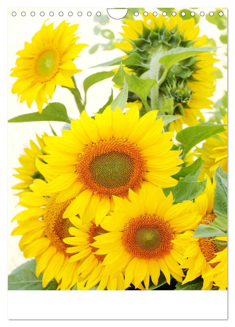 Bild: 9783435952076 | Sonnenblumen - Strahlende Blüten (Wandkalender 2025 DIN A4 hoch),...