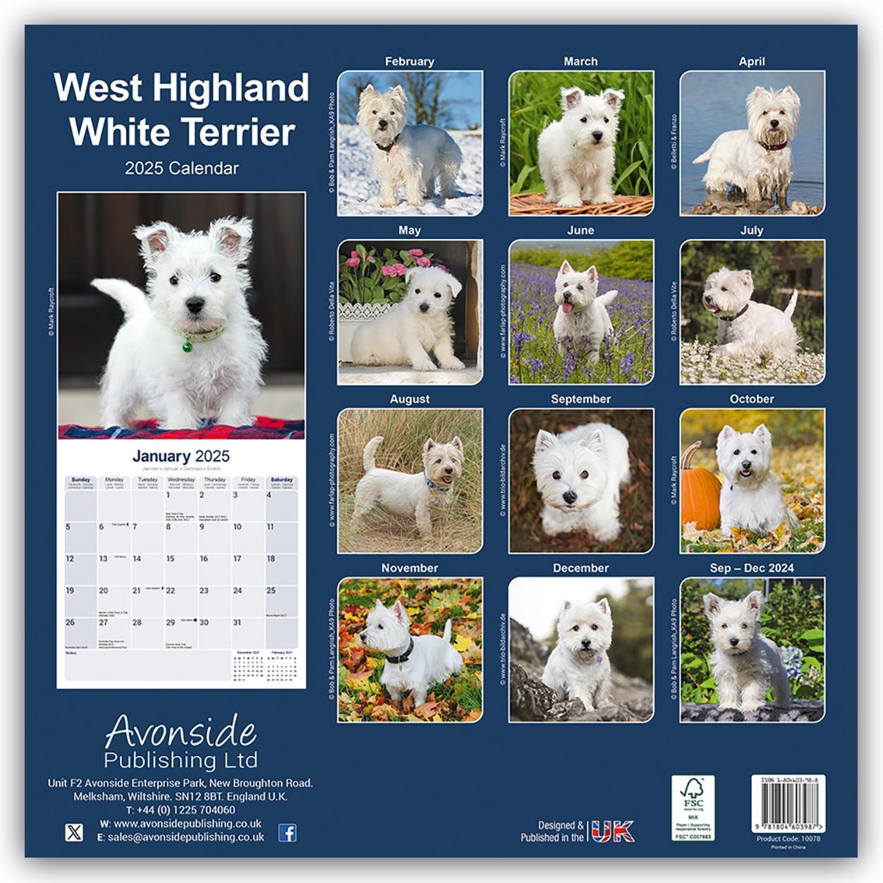 Rückseite: 9781804603987 | West Highland White Terrier - Westies 2025 - 16-Monatskalender | Ltd