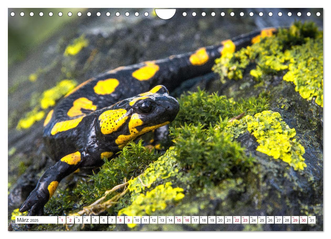 Bild: 9783383955235 | Naturschönheiten im Biosphärerenreservat Rhön (Wandkalender 2025...