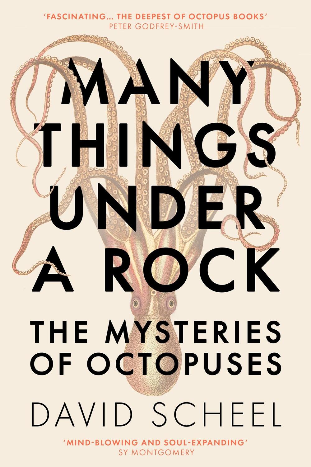 Cover: 9781529392609 | Many Things Under a Rock | The Mysteries of Octopuses | David Scheel