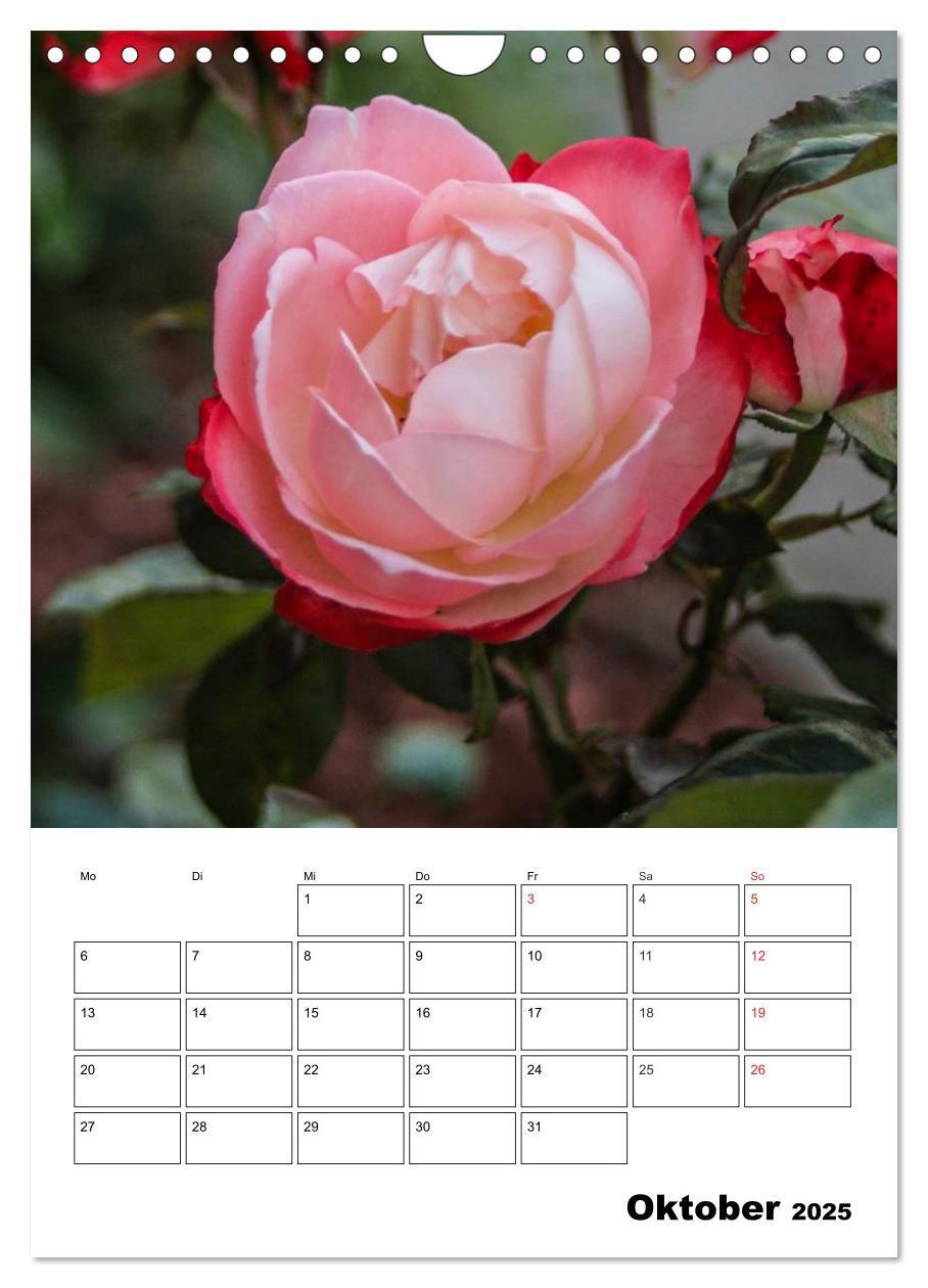 Bild: 9783457022283 | Zauberhafte Rosen (Wandkalender 2025 DIN A4 hoch), CALVENDO...