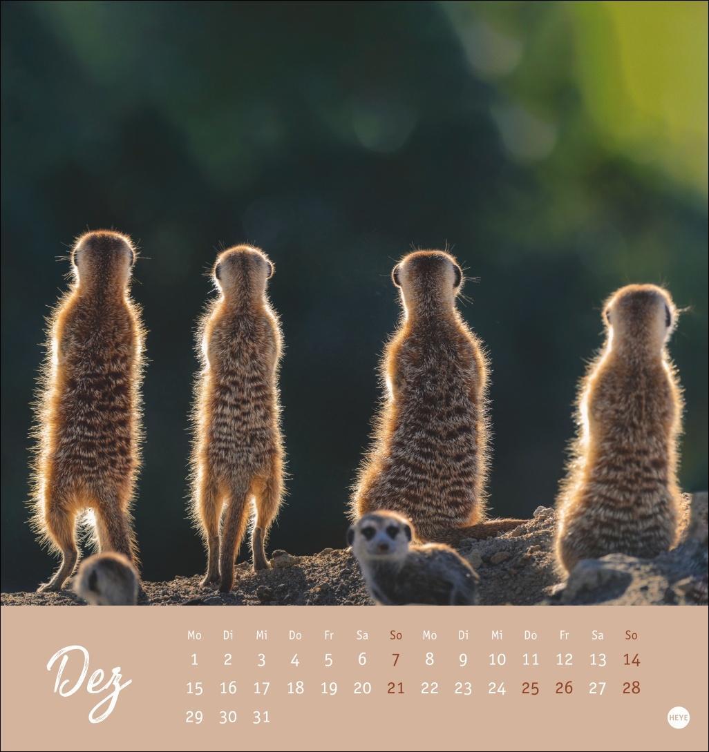 Bild: 9783756407163 | Erdmännchen Postkartenkalender 2025 | Heye | Kalender | Spiralbindung