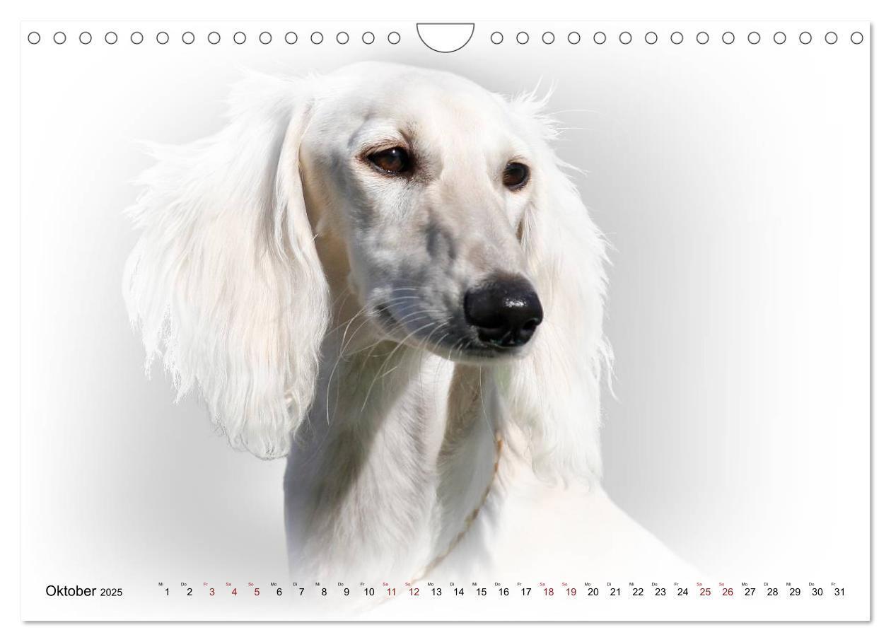 Bild: 9783383824333 | Windhund Portrait 2025 White Edition (Wandkalender 2025 DIN A4...