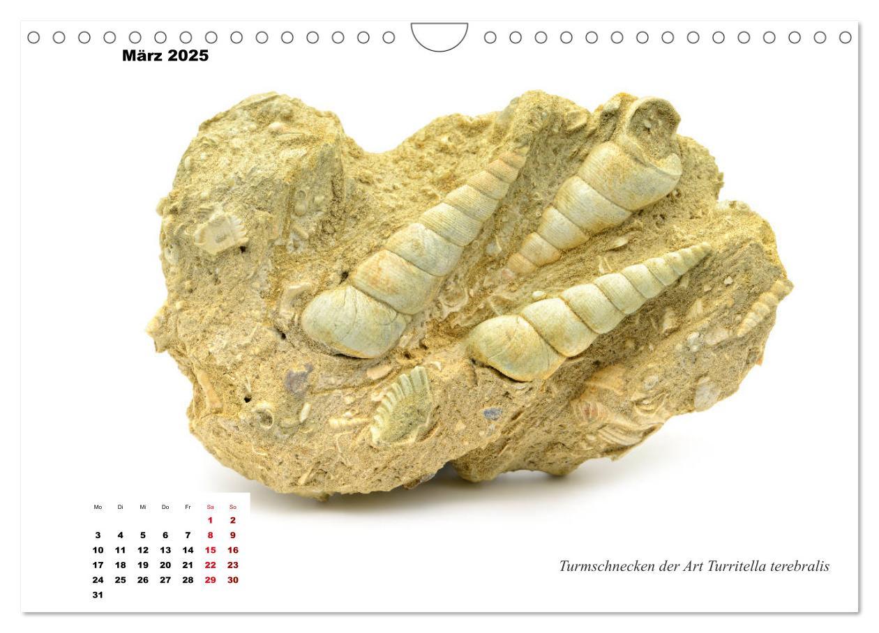 Bild: 9783435254590 | Fossilien - Ammoniten, Trilobiten, Erdgeschichte (Wandkalender 2025...