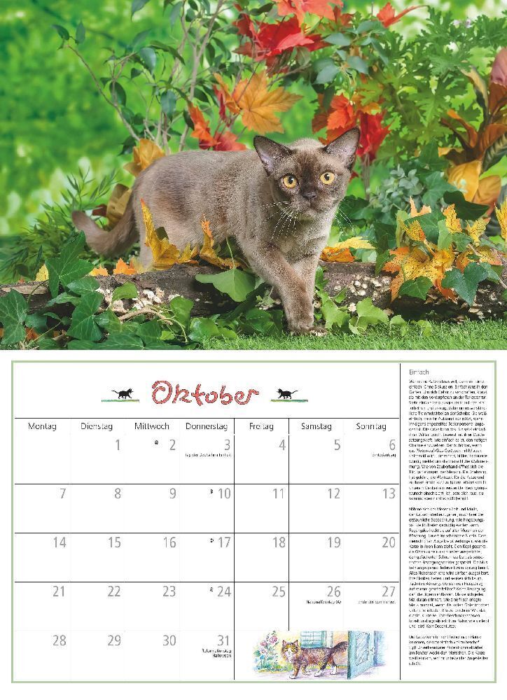 Bild: 4250809651033 | DUMONTS Katzenkalender 2024 - Broschürenkalender - Wandkalender -...