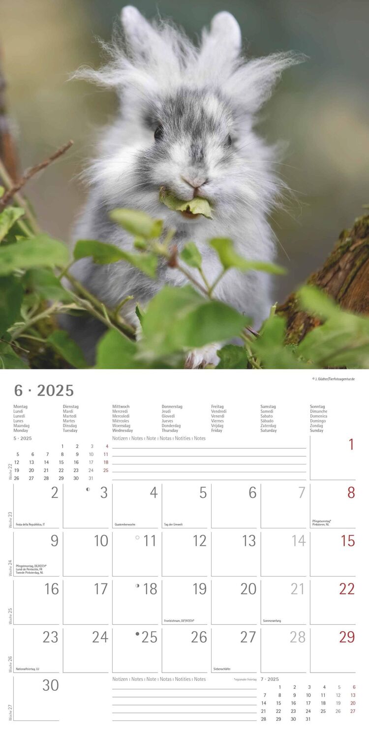 Bild: 4251732340766 | Kaninchen 2025 - Broschürenkalender 30x30 cm (30x60 geöffnet) -...