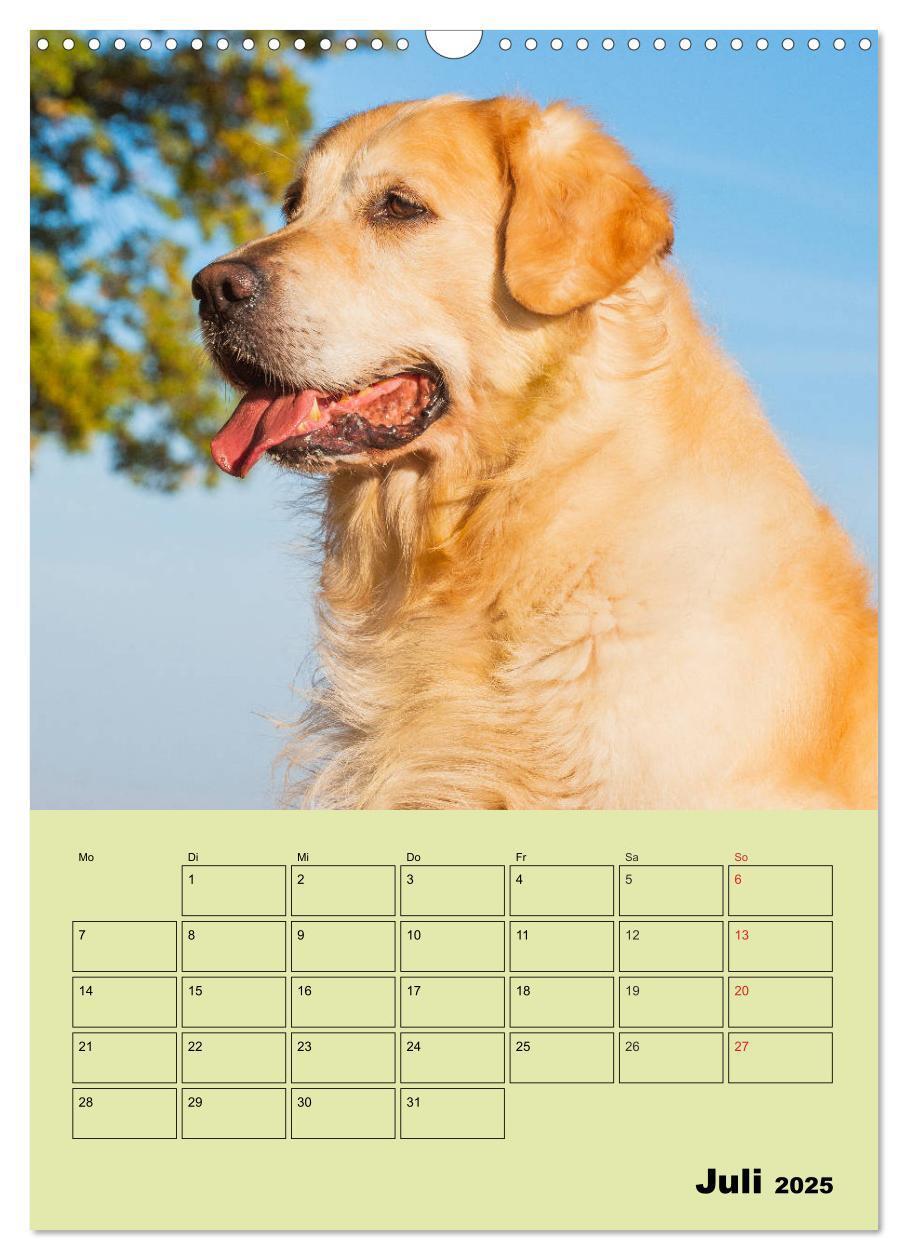 Bild: 9783435960002 | Jahresplaner Golden Retriever (Wandkalender 2025 DIN A3 hoch),...