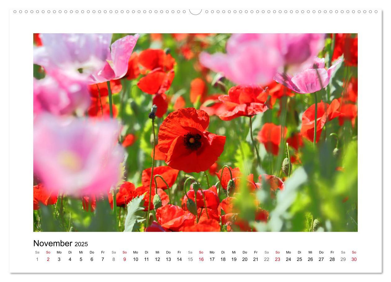 Bild: 9783435135431 | Mohn, zarte Blüten, starke Farben (Wandkalender 2025 DIN A2 quer),...