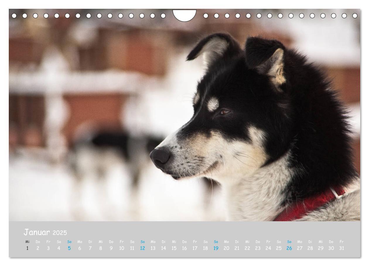 Bild: 9783435448890 | Alaskan Huskies (Wandkalender 2025 DIN A4 quer), CALVENDO...