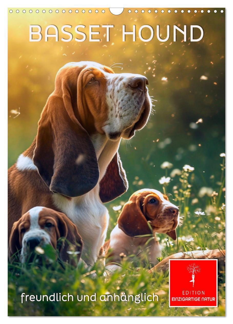 Cover: 9783383779886 | Basset Hound - freundlich und anhänglich (Wandkalender 2025 DIN A3...