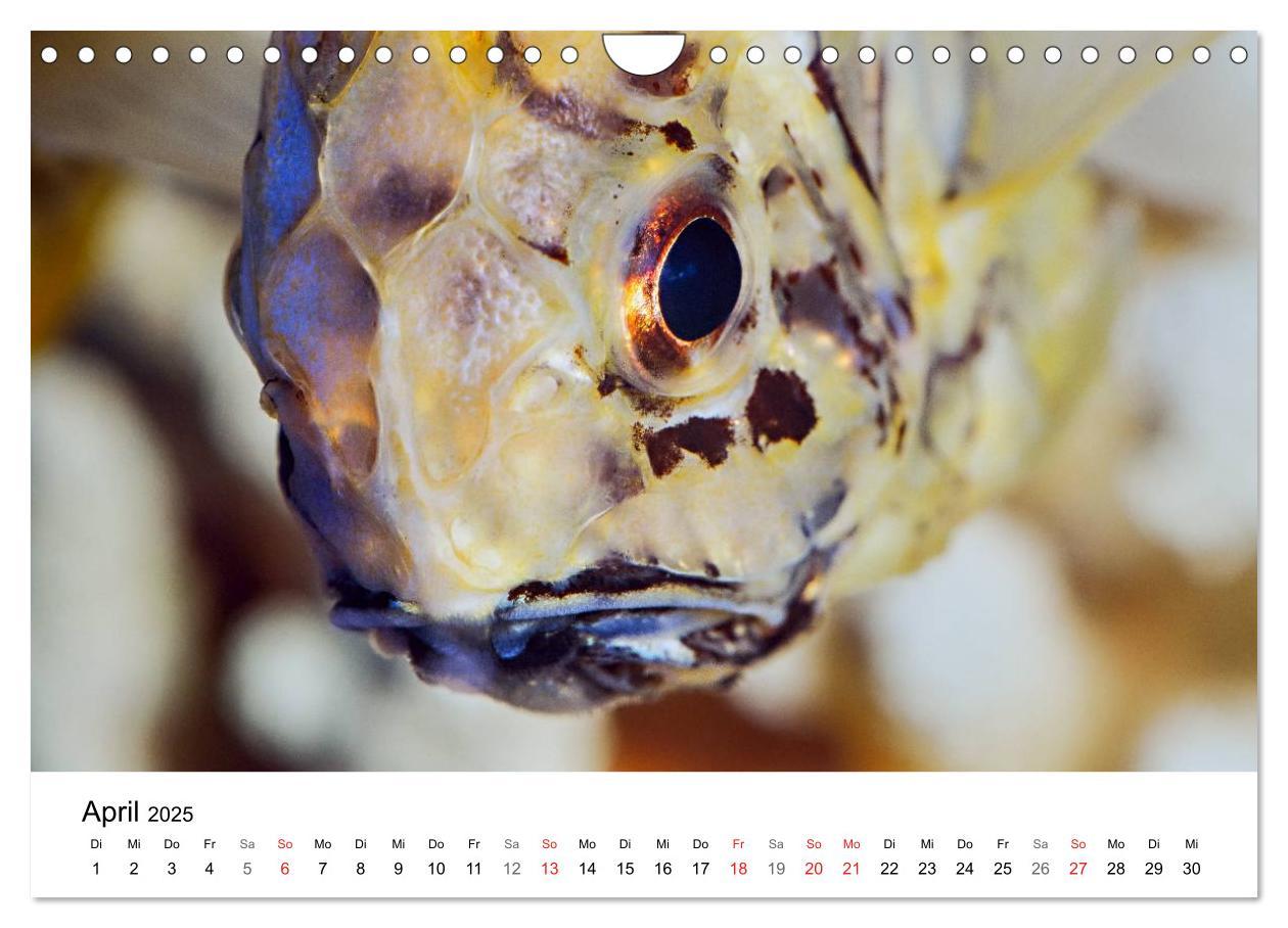 Bild: 9783435794362 | Fischzauber - Wundervolle Aquarienfische (Wandkalender 2025 DIN A4...