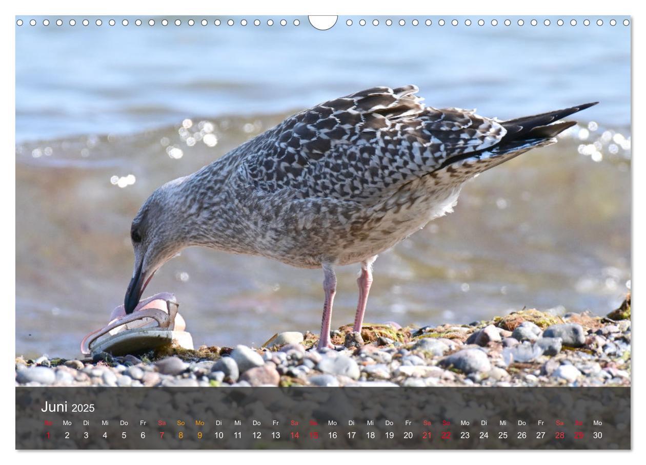 Bild: 9783383926143 | Strand und Küste - Möwen (Wandkalender 2025 DIN A3 quer), CALVENDO...