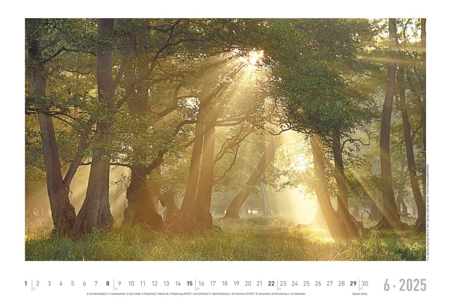 Bild: 4251732342197 | Alpha Edition - Lebensraum Wald 2025 Wandkalender, 49,5x33cm,...