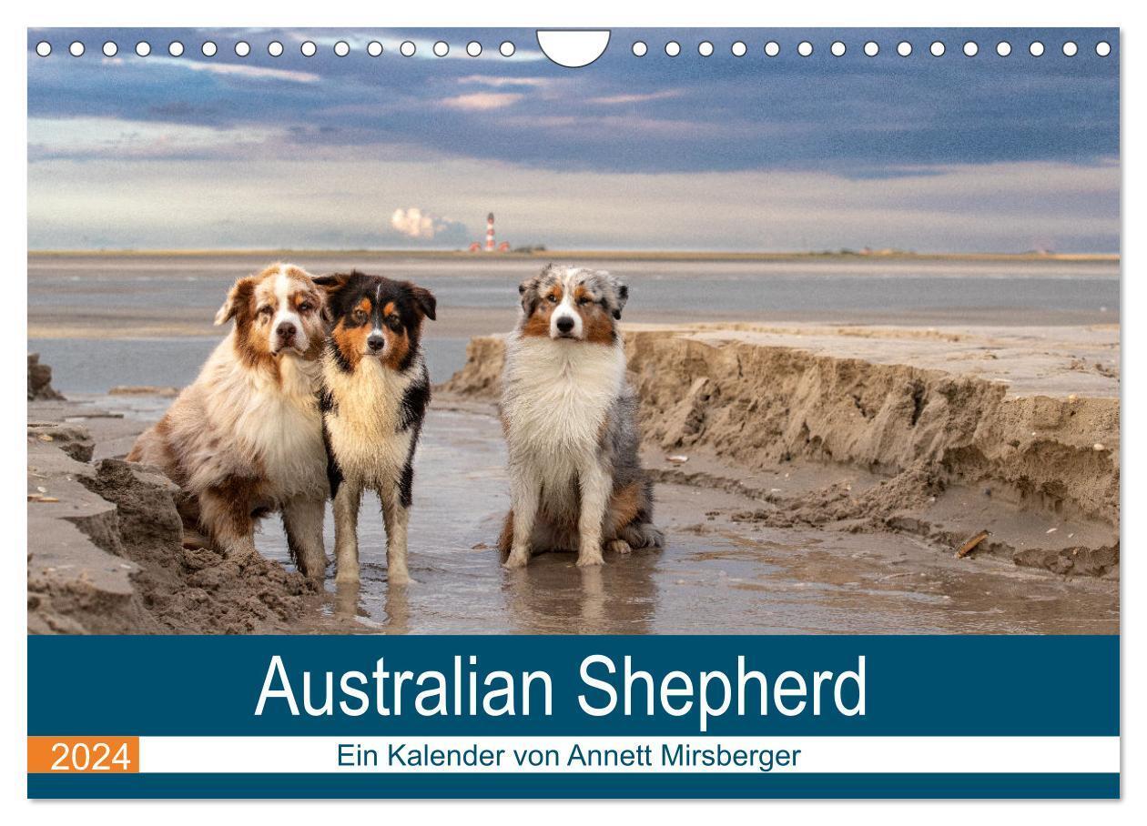 Cover: 9783383465901 | Australian Shepherd 2024 (Wandkalender 2024 DIN A4 quer), CALVENDO...