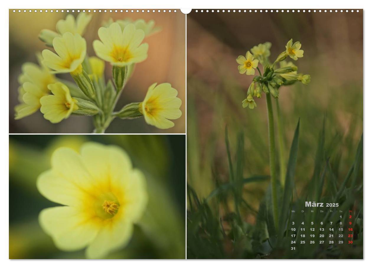 Bild: 9783435611713 | Blumenreise 2025 (Wandkalender 2025 DIN A2 quer), CALVENDO...