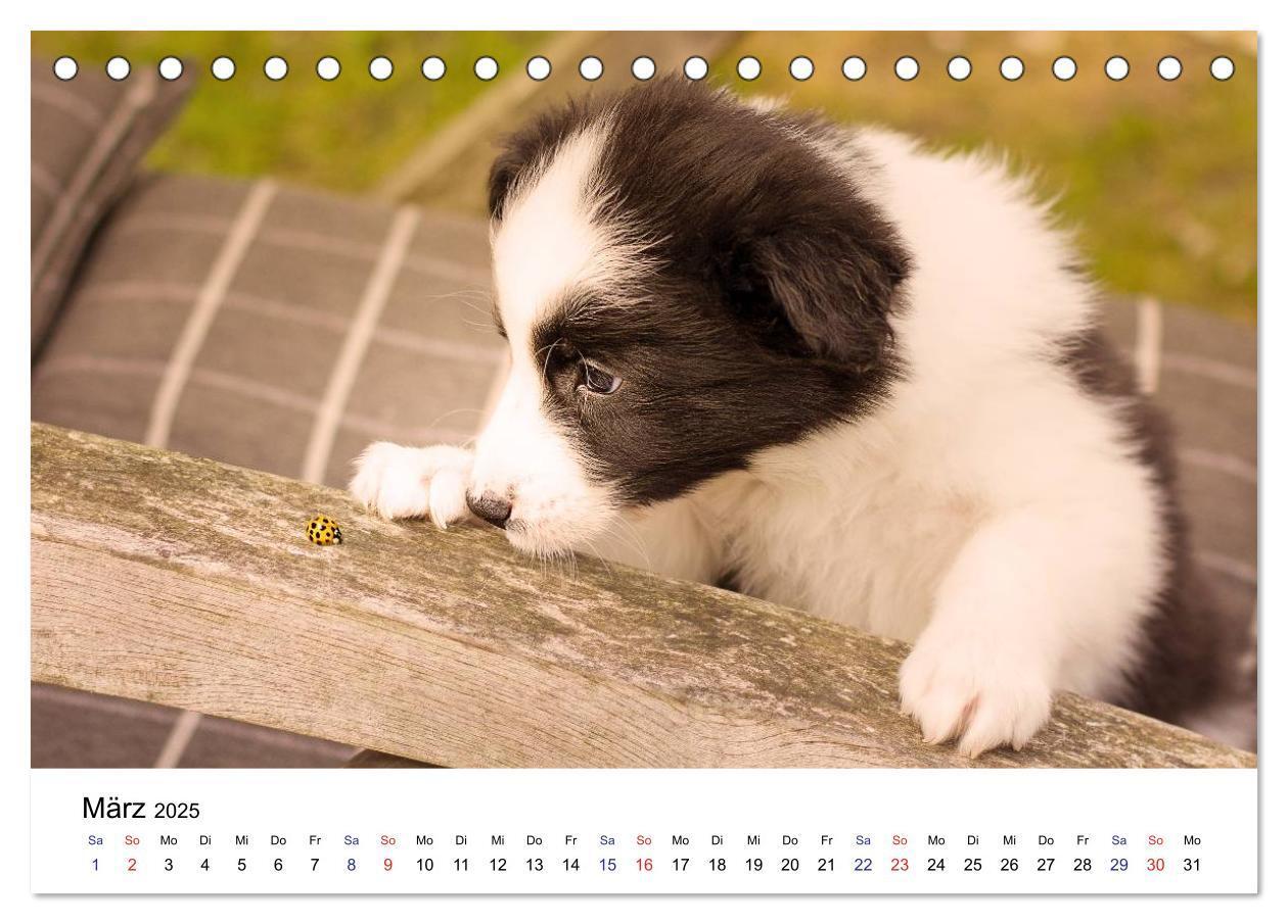 Bild: 9783435615322 | Pfotastische Border Collie Welpen (Tischkalender 2025 DIN A5 quer),...