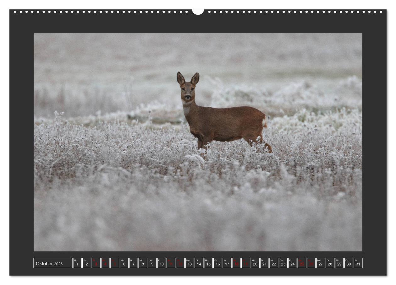 Bild: 9783435169481 | Winterzauber - Tiere in Eis und Schnee (Wandkalender 2025 DIN A2...