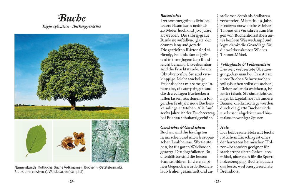 Bild: 9783710401886 | Das kleine Buch: Der Laubbaum | Julia Kospach | Buch | 64 S. | Deutsch