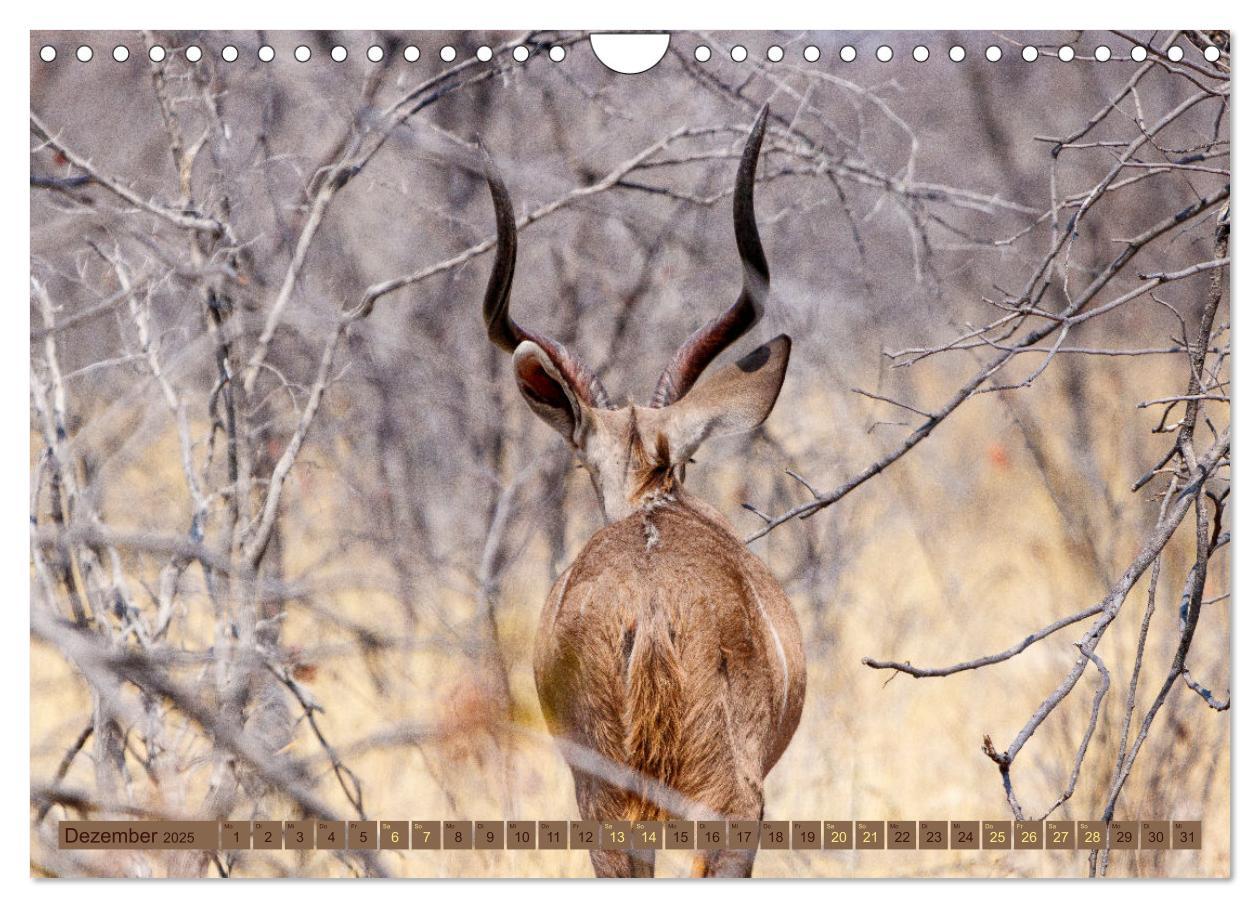 Bild: 9783383845468 | Wildlife Namibia - Etosha und Kalahari (Wandkalender 2025 DIN A4...