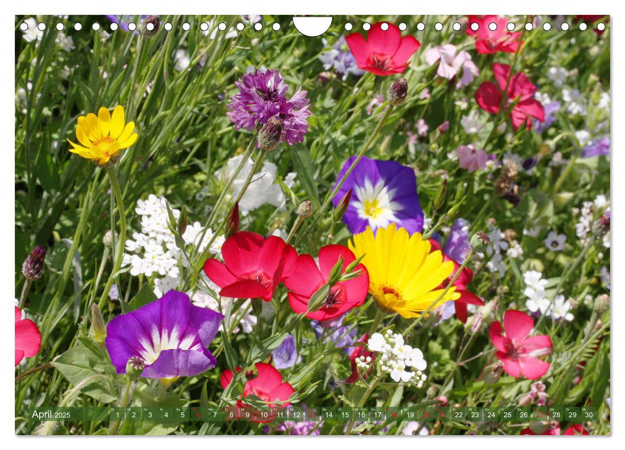 Bild: 9783435173181 | Beschwingte Blumenwelt (Wandkalender 2025 DIN A4 quer), CALVENDO...