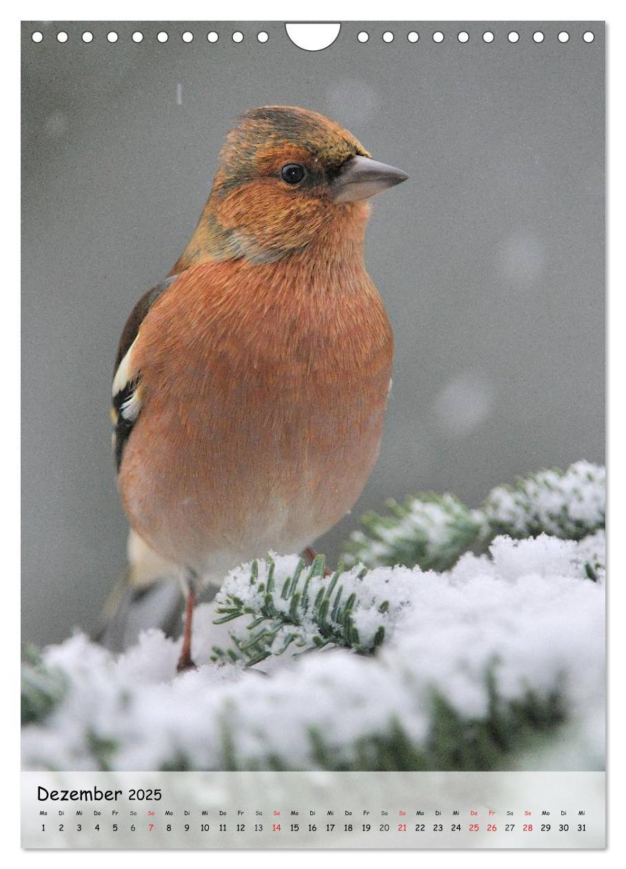 Bild: 9783457043684 | Vögel im heimischen Garten (Wandkalender 2025 DIN A4 hoch),...