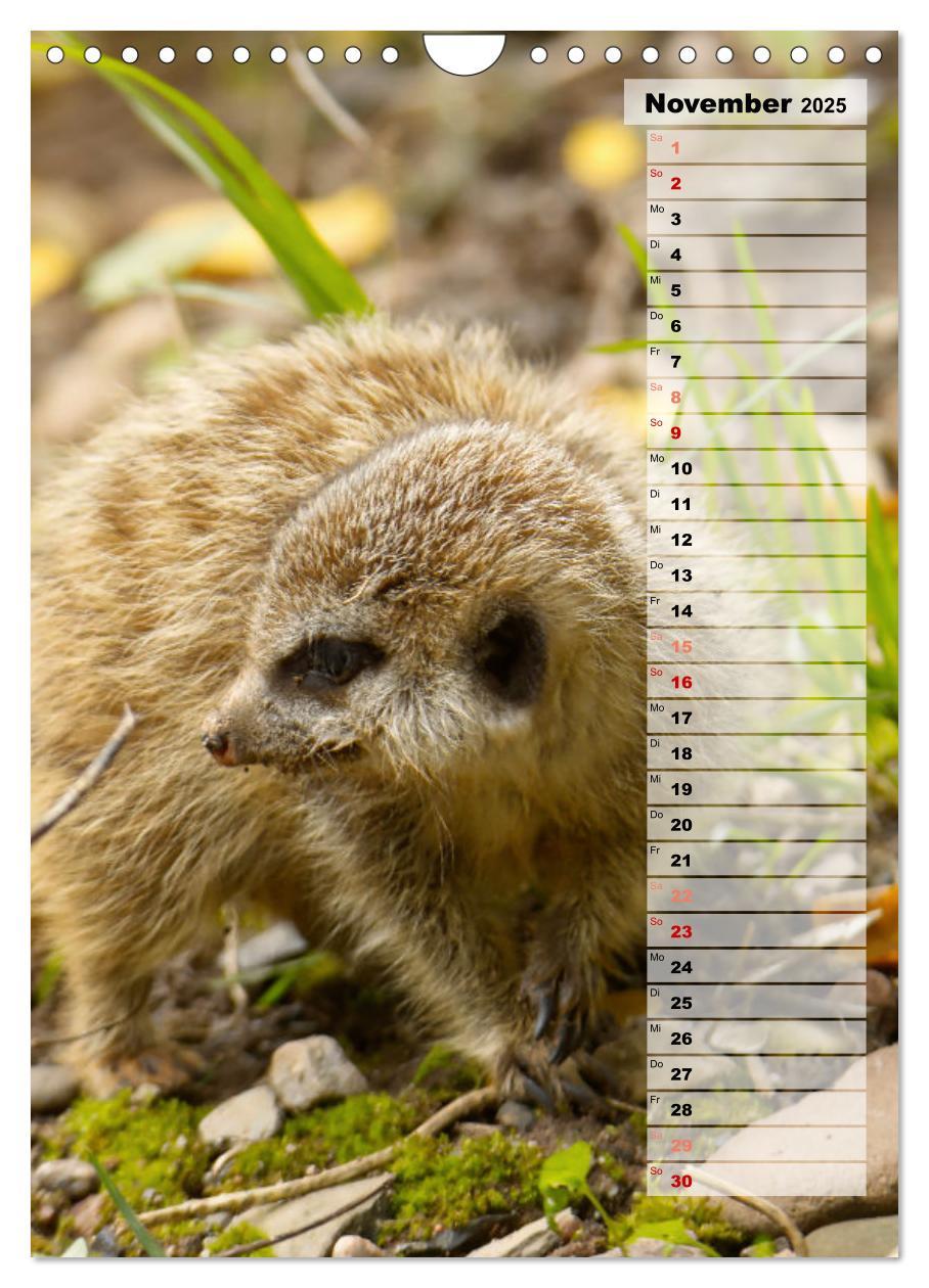 Bild: 9783435890996 | Erdmännchen, putzige Kerlchen mit großen Knopfaugen (Wandkalender...