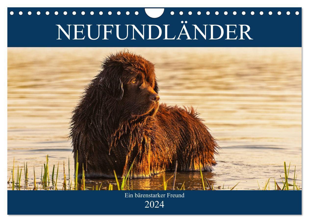 Cover: 9783383099687 | Neufundländer - Ein bärenstarker Freund (Wandkalender 2024 DIN A4...