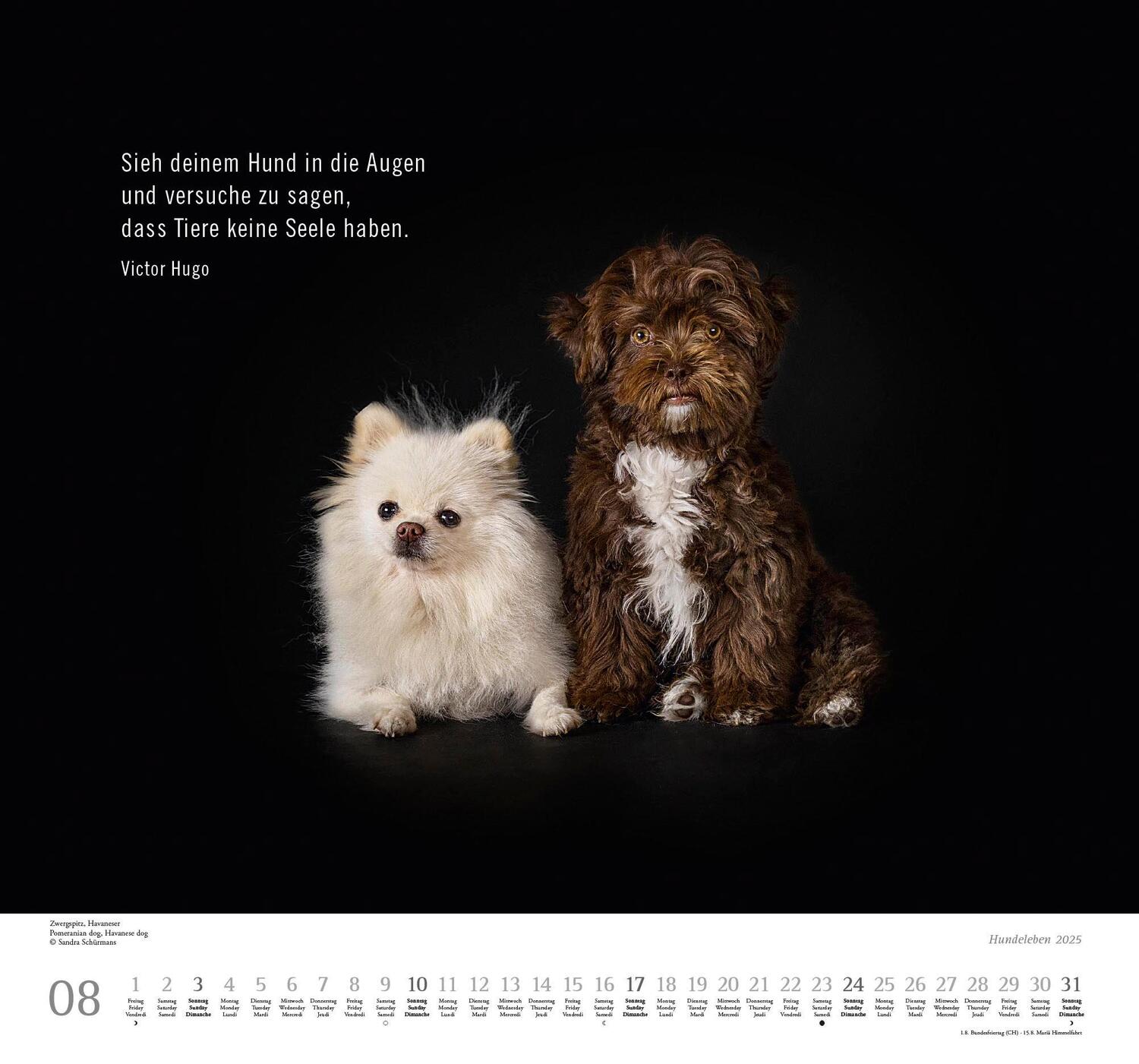 Bild: 4250809653365 | Hundeleben 2025 - DUMONT Wandkalender - mit den wichtigsten...