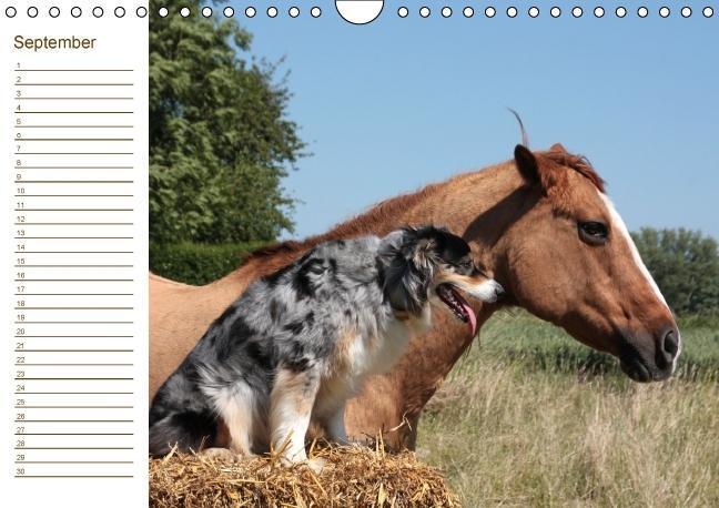 Bild: 9783660194883 | Der Pferde-Geburtstagskalender (Wandkalender immerwährend DIN A4 quer)