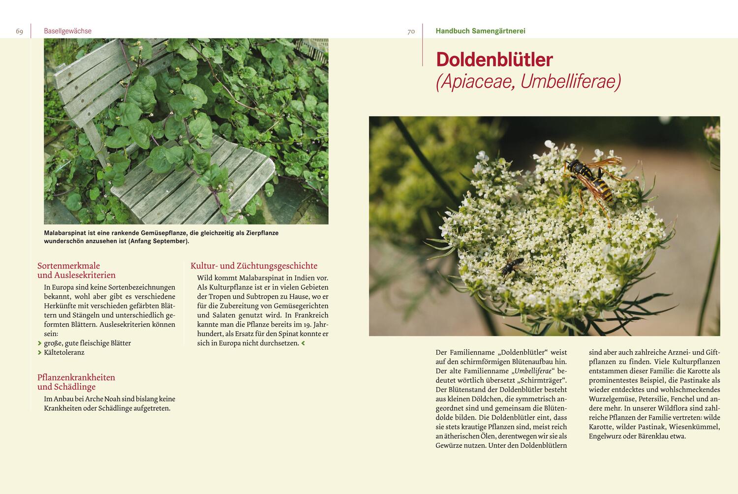 Bild: 9783706623520 | Handbuch Samengärtnerei | Andrea Heistinger | Buch | Deutsch | 2012