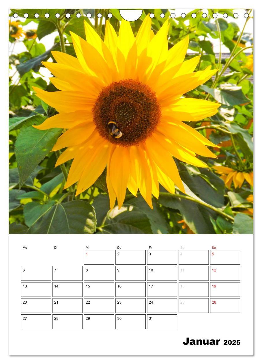 Bild: 9783457005170 | Strahlende Sonnenblumen (Wandkalender 2025 DIN A4 hoch), CALVENDO...