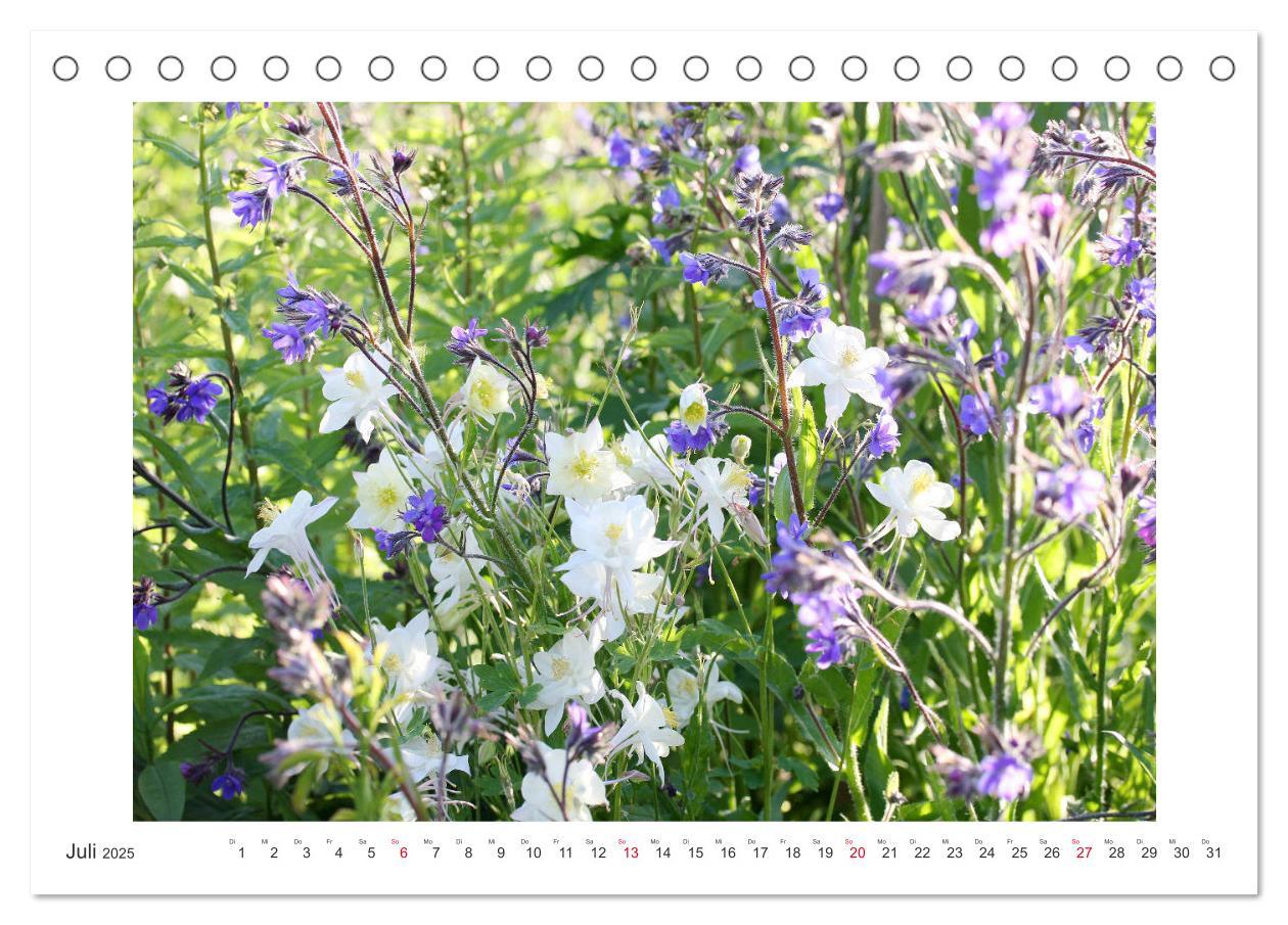 Bild: 9783435329168 | Akeleien im Garten (Tischkalender 2025 DIN A5 quer), CALVENDO...