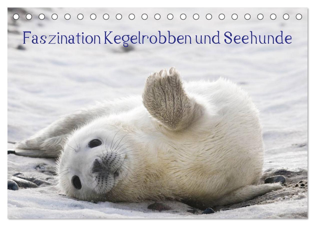 Cover: 9783675470729 | Faszination Kegelrobben und Seehunde 2024 (Tischkalender 2024 DIN...