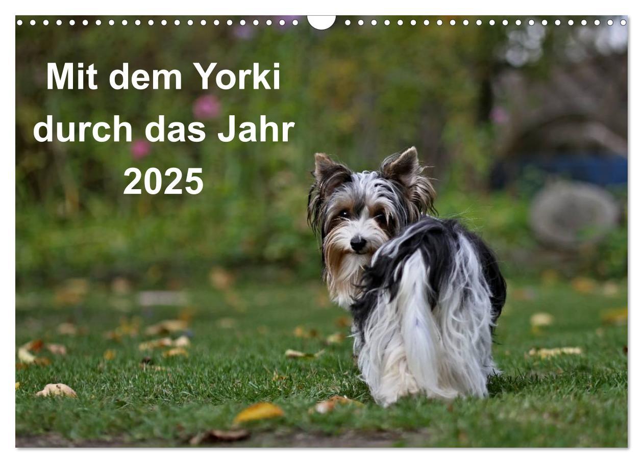 Cover: 9783435563821 | Mit dem Yorki durch das Jahr 2025 (Wandkalender 2025 DIN A3 quer),...