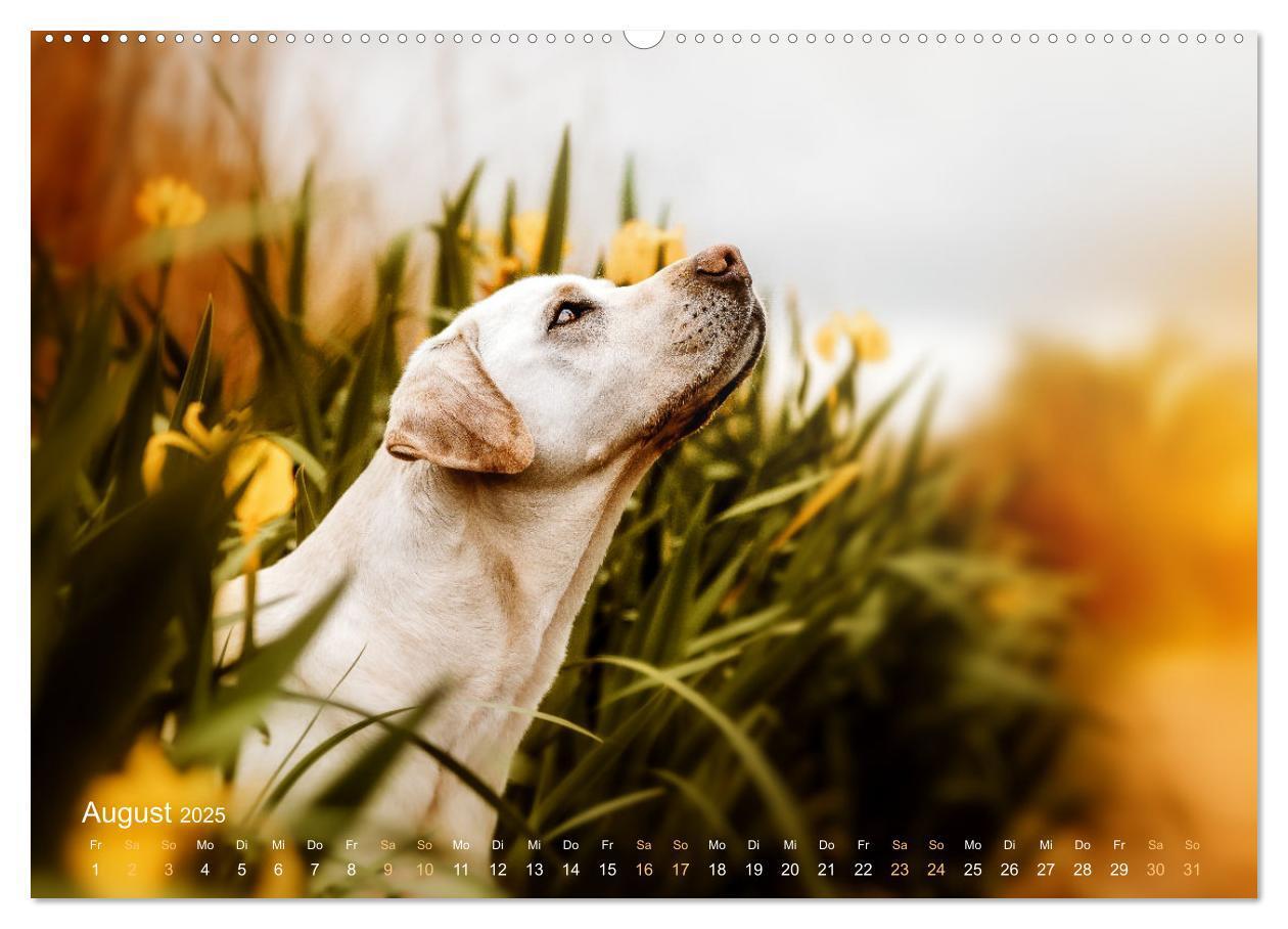 Bild: 9783435017843 | Verzauberung Labrador Retriever 2025 (Wandkalender 2025 DIN A2...