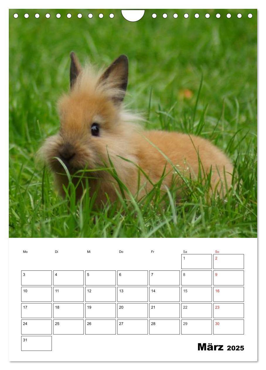 Bild: 9783457013236 | Kaninchen Terminplaner (Wandkalender 2025 DIN A4 hoch), CALVENDO...