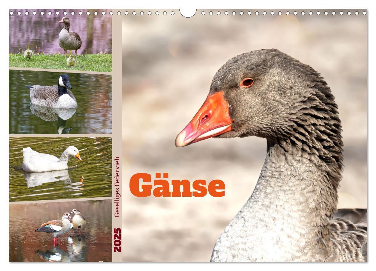 Cover: 9783383977046 | Gänse, geselliges Federvieh (Wandkalender 2025 DIN A3 quer),...