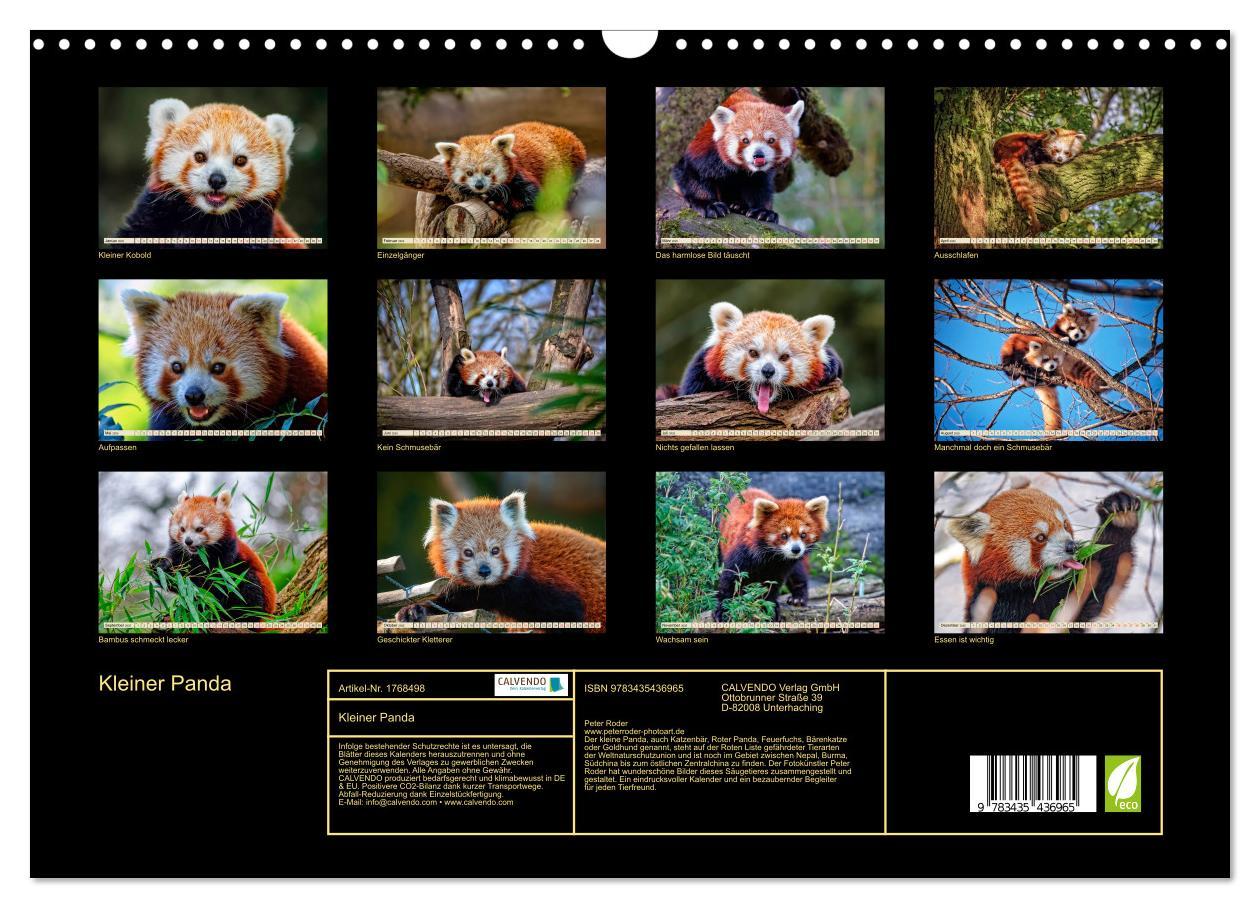 Bild: 9783435436965 | Kleiner Panda (Wandkalender 2025 DIN A3 quer), CALVENDO Monatskalender