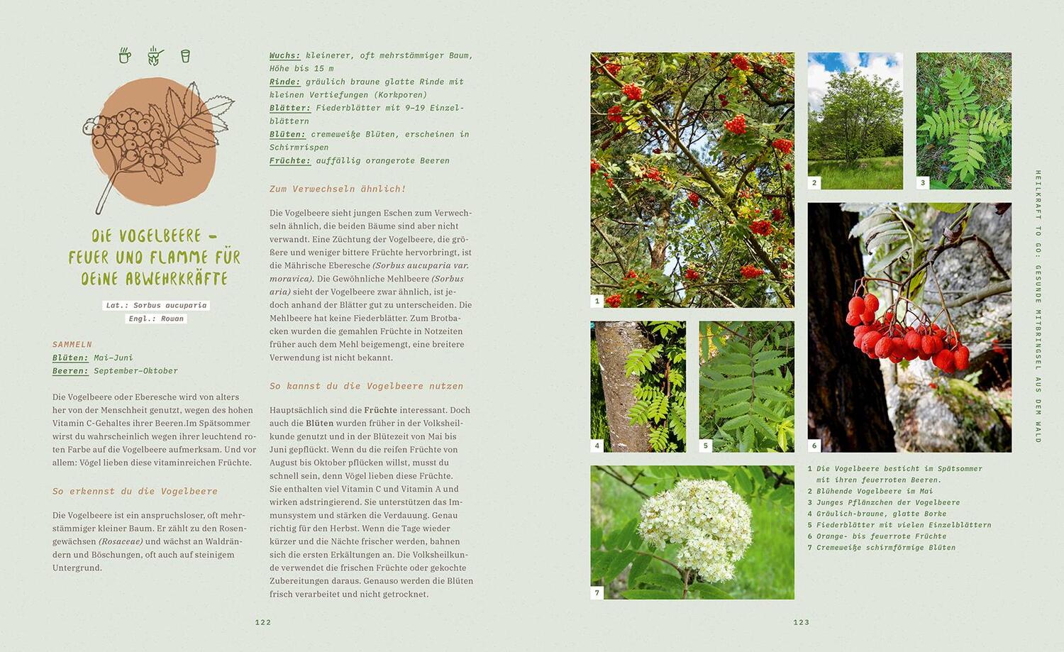 Bild: 9783706626781 | Spür den Wald | Gerda Holzmann | Buch | 192 S. | Deutsch | 2020