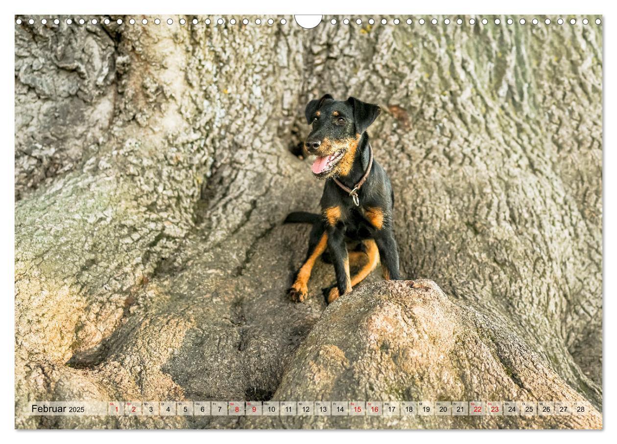 Bild: 9783457190098 | Deutscher Terrier - ein leidenschaftlicher Jäger (Wandkalender 2025...