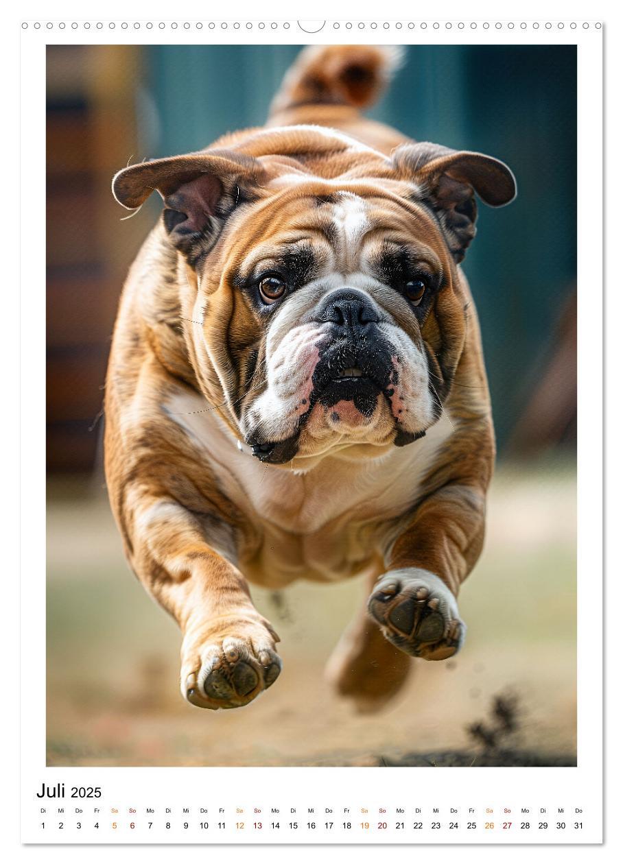 Bild: 9783457175729 | Englische Bulldogge - sanfter Kumpel (Wandkalender 2025 DIN A2...