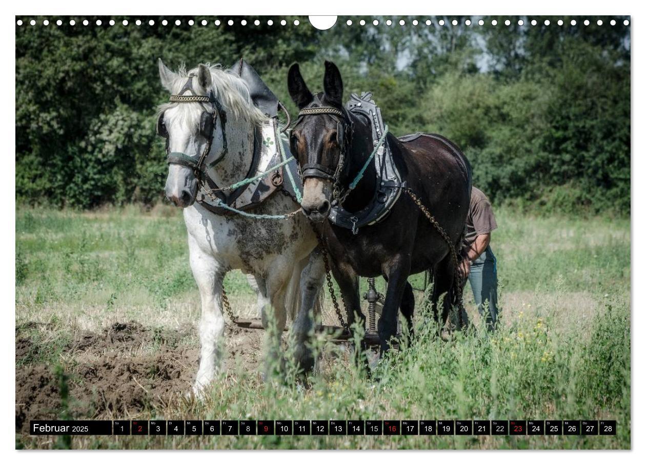 Bild: 9783435641154 | Landwirtschaft - Bilder von einst (Wandkalender 2025 DIN A3 quer),...