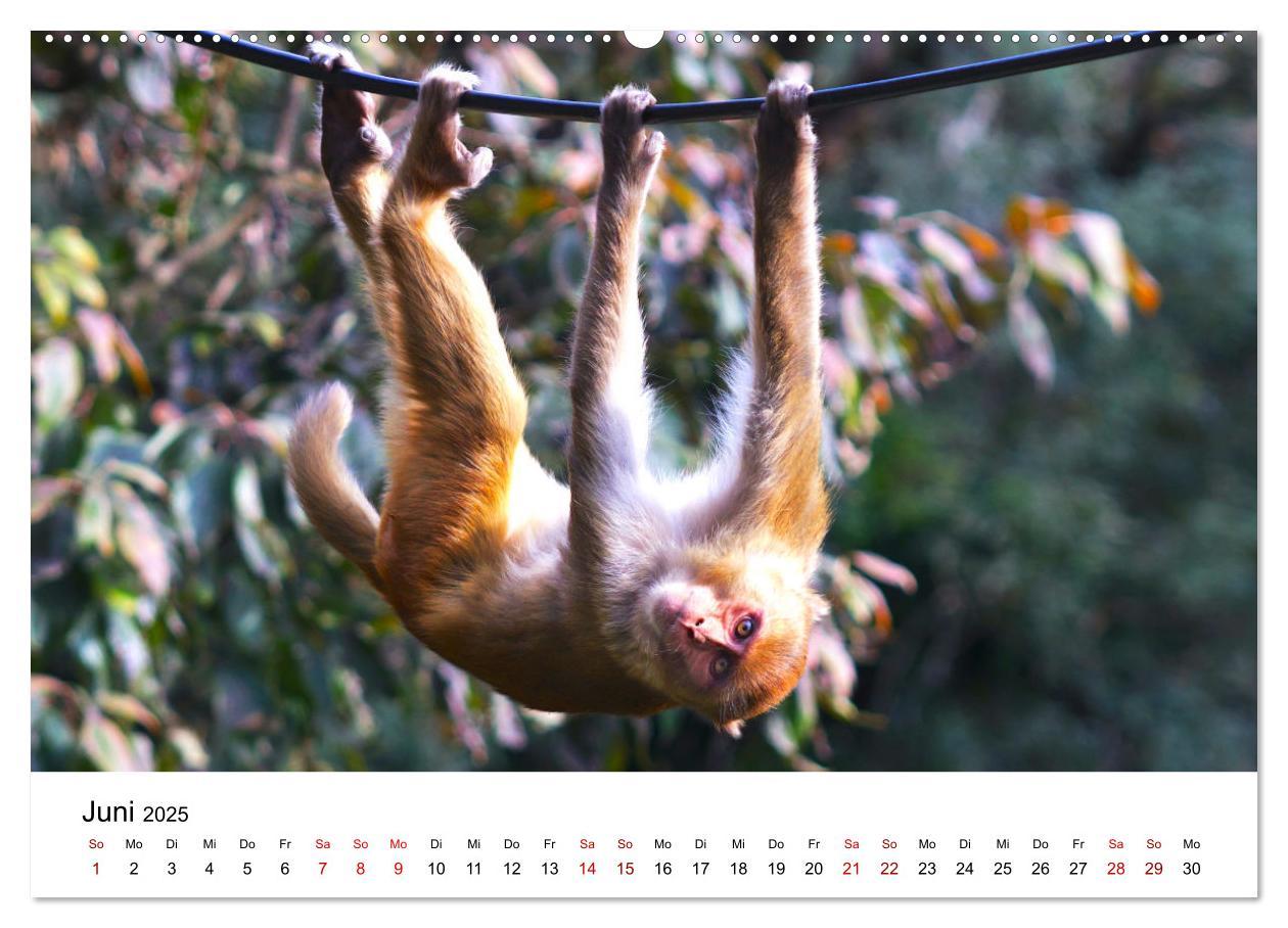 Bild: 9783383910838 | Lustige Affen - hinreißende Schnappschüsse (Wandkalender 2025 DIN...