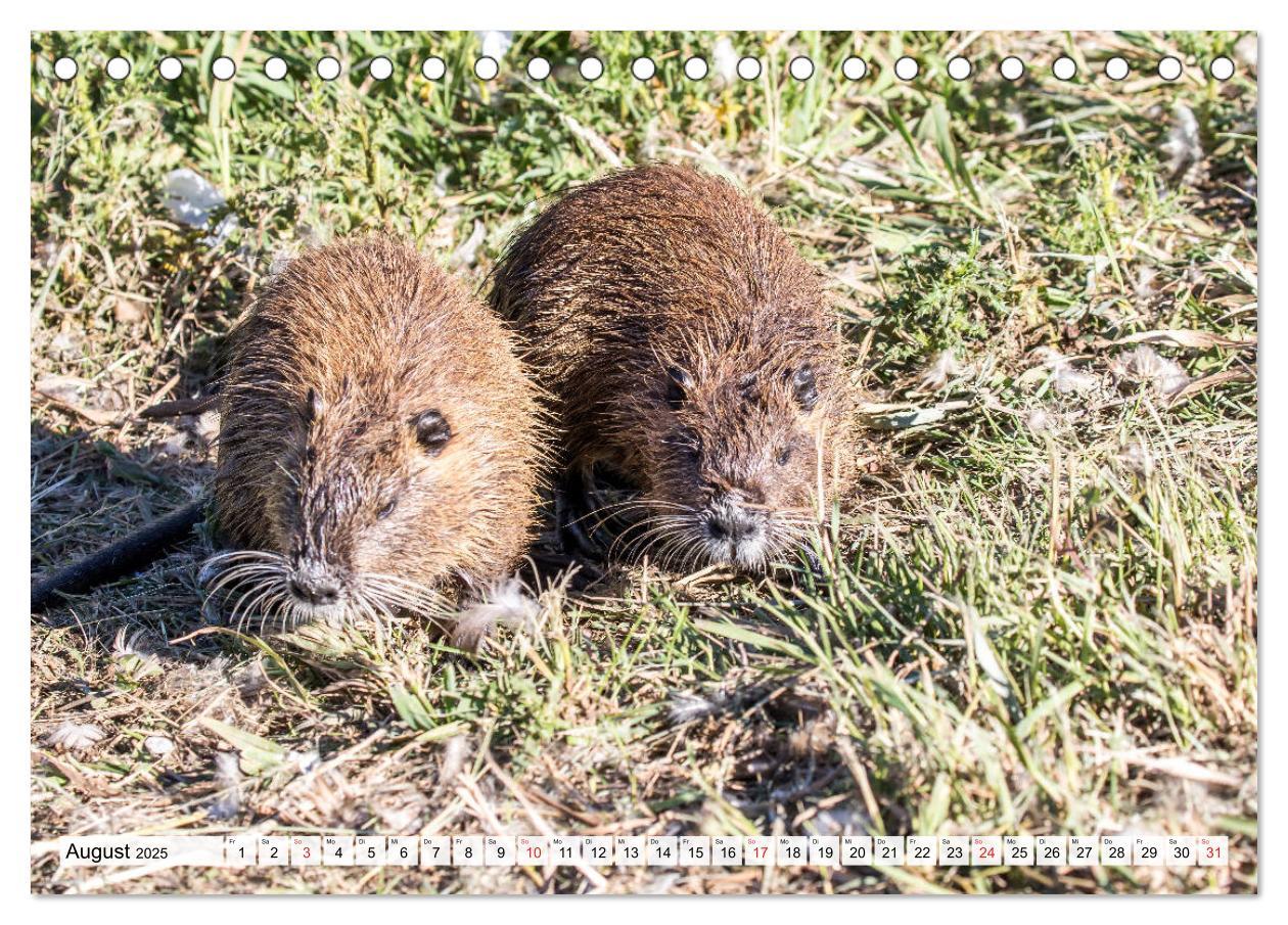 Bild: 9783435312436 | NUTRIA mit Nachwuchs (Tischkalender 2025 DIN A5 quer), CALVENDO...