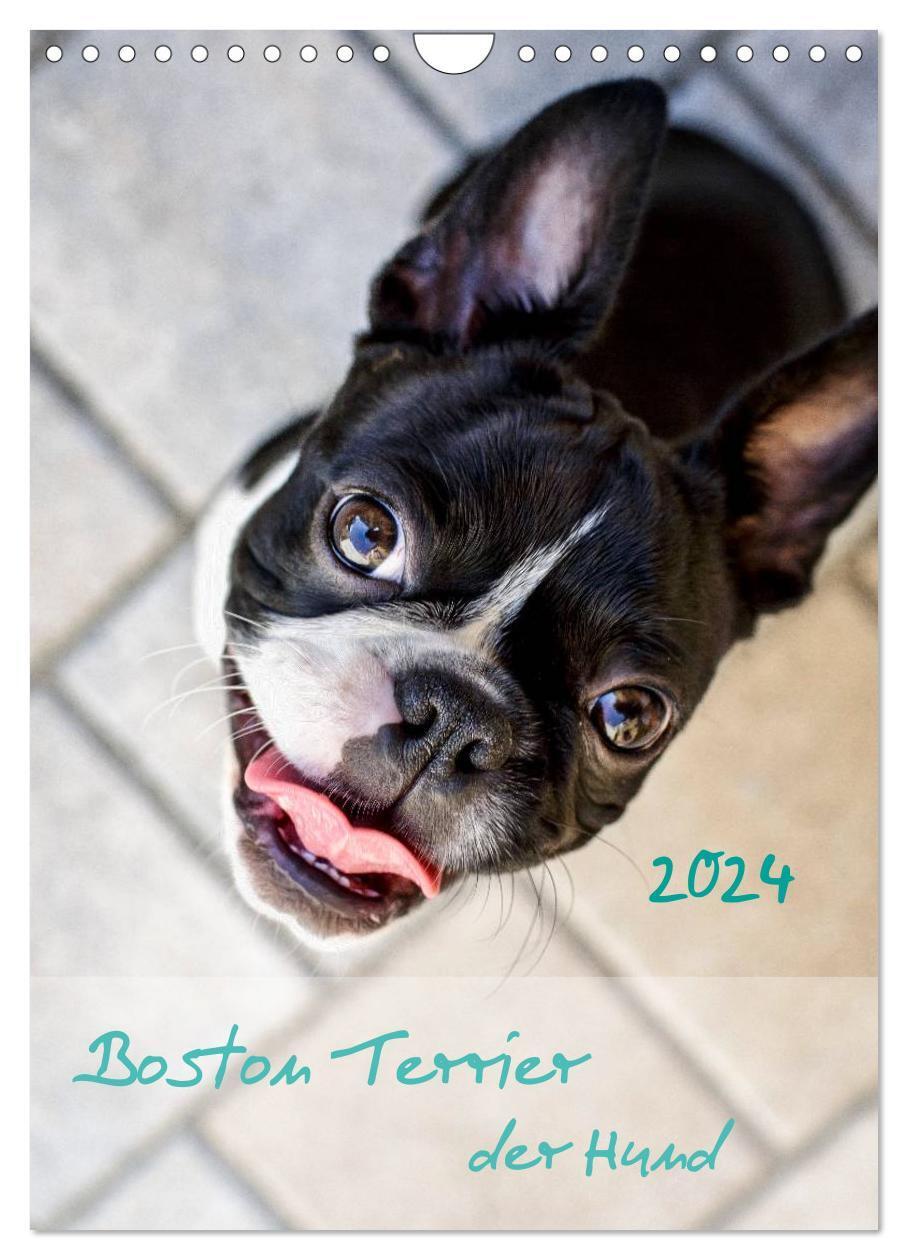 Cover: 9783675475847 | Boston Terrier der Hund 2024 (Wandkalender 2024 DIN A4 hoch),...