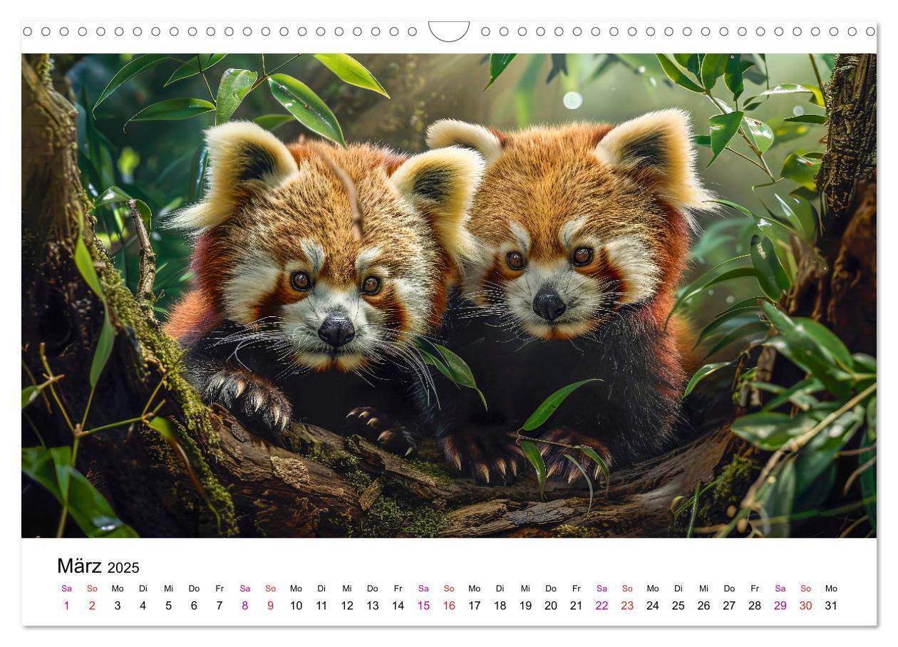 Bild: 9783457137185 | Der Rote Panda (Wandkalender 2025 DIN A3 quer), CALVENDO...