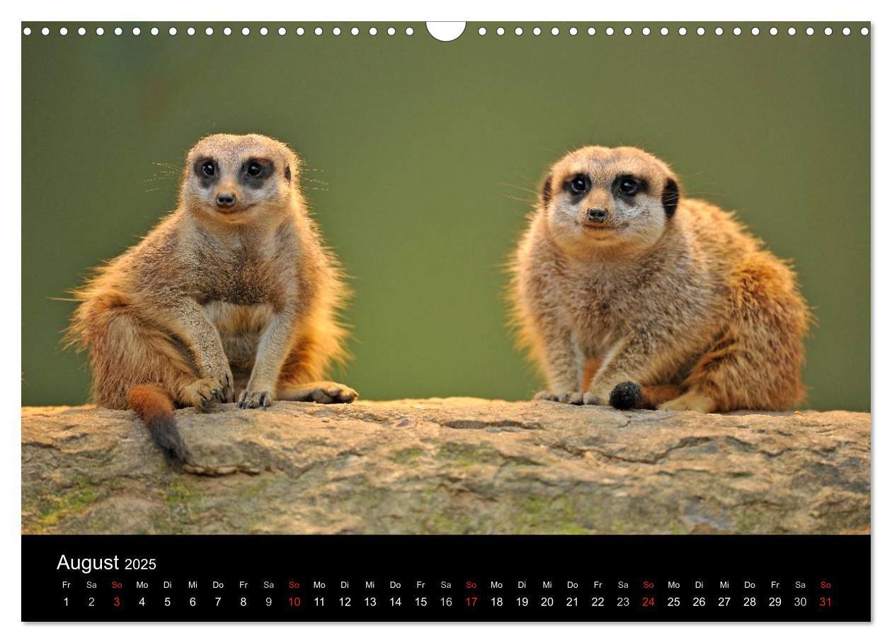 Bild: 9783435835799 | Erdmännchen - Tierkinder (Wandkalender 2025 DIN A3 quer), CALVENDO...