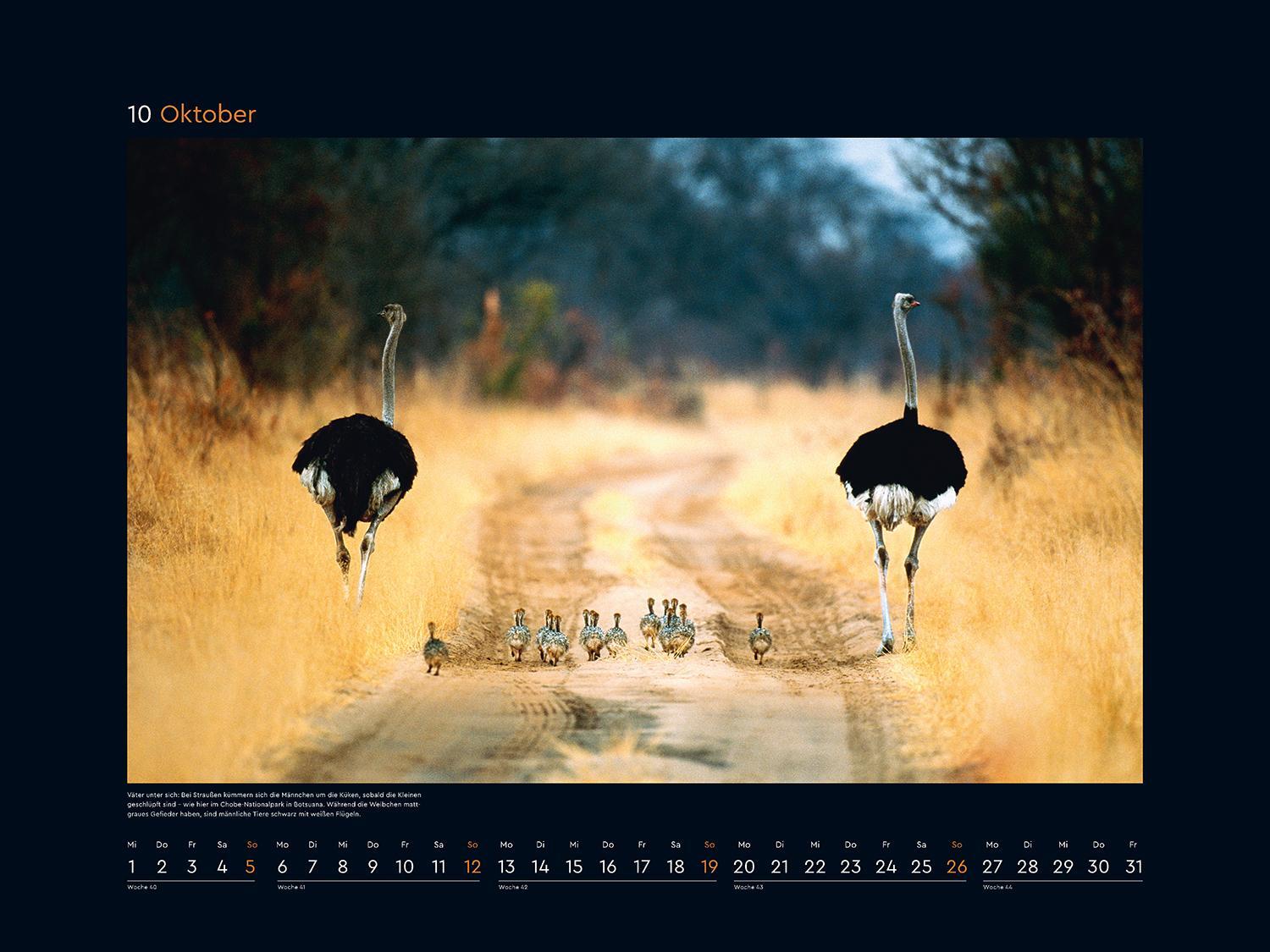 Bild: 9783965913639 | Tierfamilien rund um die Welt - KUNTH Wandkalender 2025 | Kalender